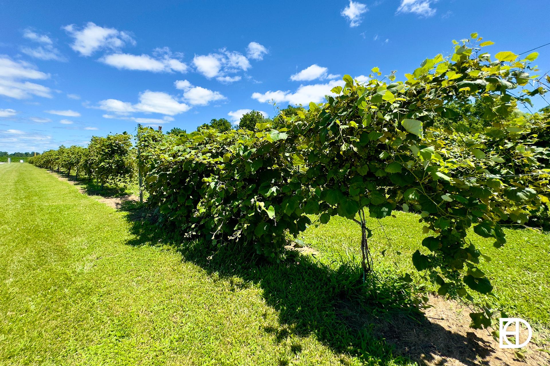 Exterior photo of Spencer Farm Winery, showing grape arbors